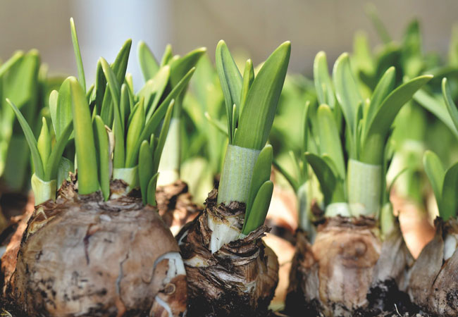 Bloembollen planten