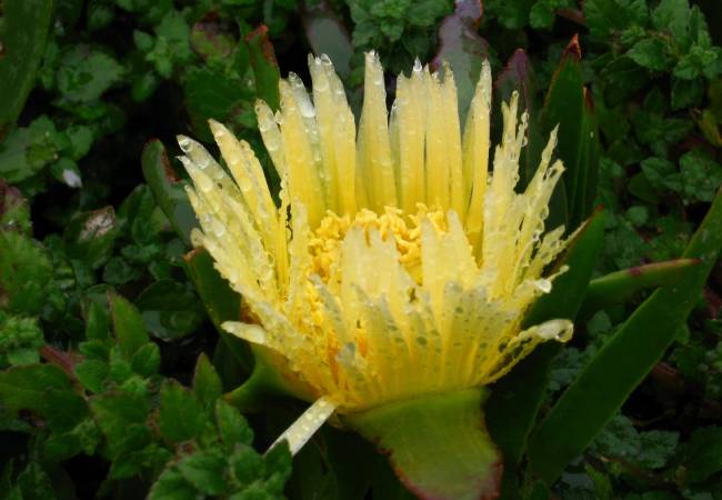 Houtsnippers in je tuin