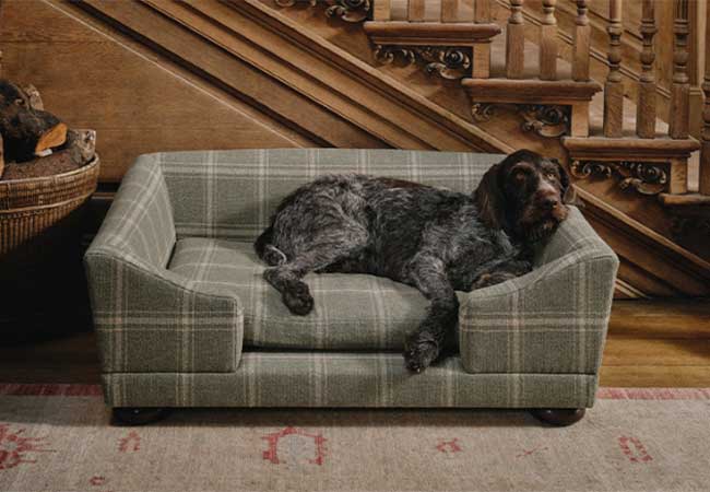 Kingcome maakt bed voor honden