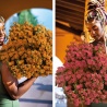 Prachtige bloemen